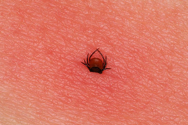 Ixodes_ricinus_D5036_Z_89_Les Gris_Frankrijk.jpg